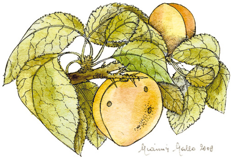 Confettura di Albicocche