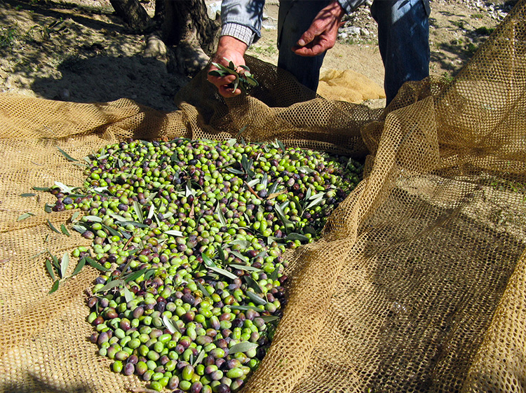 Olive Taggiasche Liguri - Materia Prima di Qualità