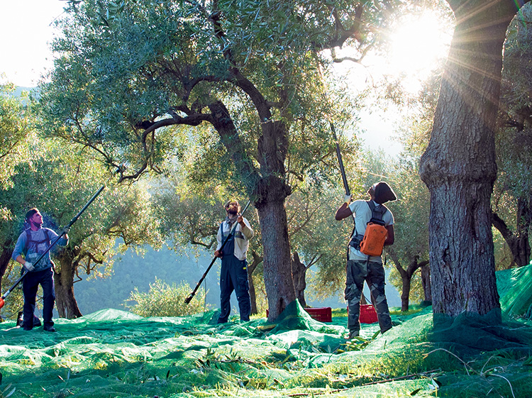 La Raccolta delle Olive - Come da Tradizione